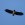 Sea eagle floating above Rubha Huinish.